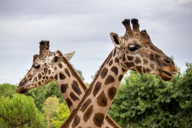 ZOO Zlín - Lešná
